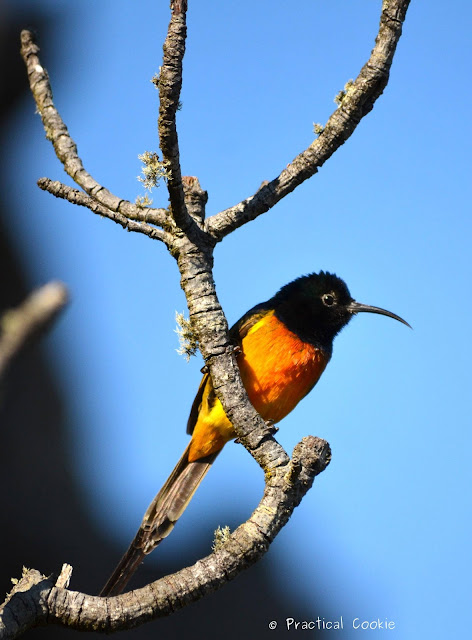 Male orange breasted sunbird on it's perch