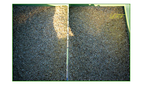 Pensando Jardines: CÉSPEDES Y GRAMAS