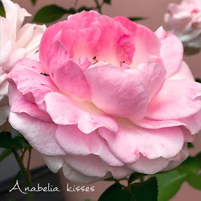 Colorful Granny Squares