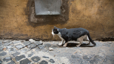 Cat discovers 2,000-year-old Roman catacomb