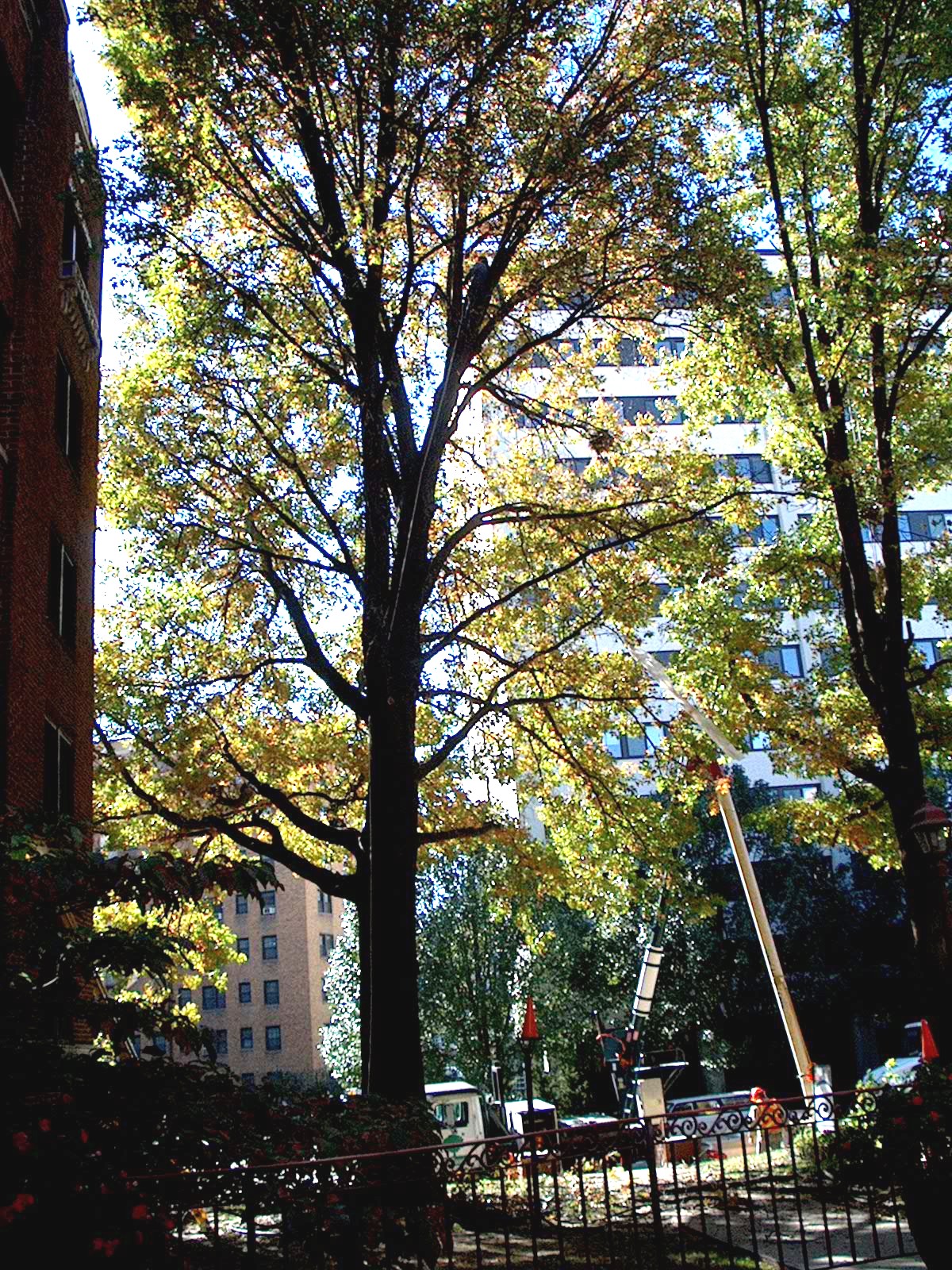 Arbor Veritas (Tree Truth) Cool Tree PhotosTrees of Kansas City