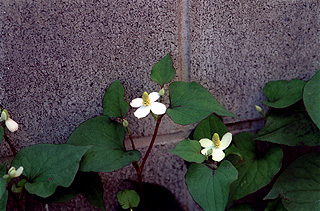 ドクダミ／ジュウヤク