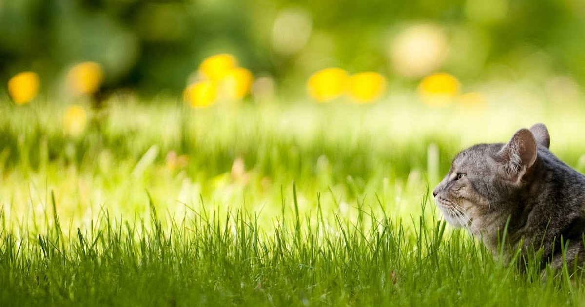 Cat in Green Grass Wallpaper