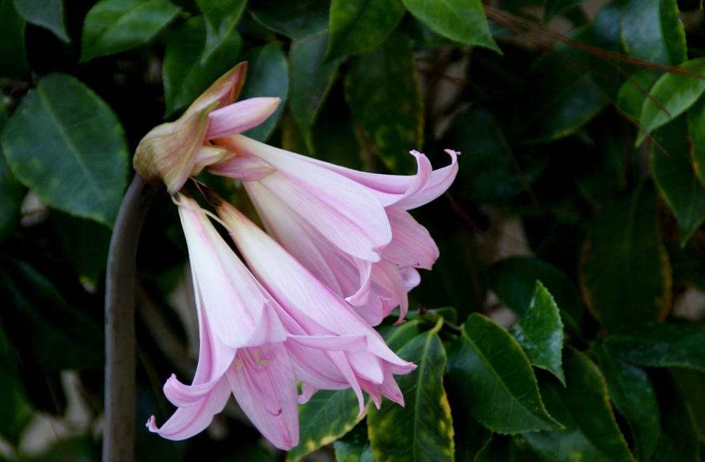 A photo, A thought............ Plant Belladonna lily.......