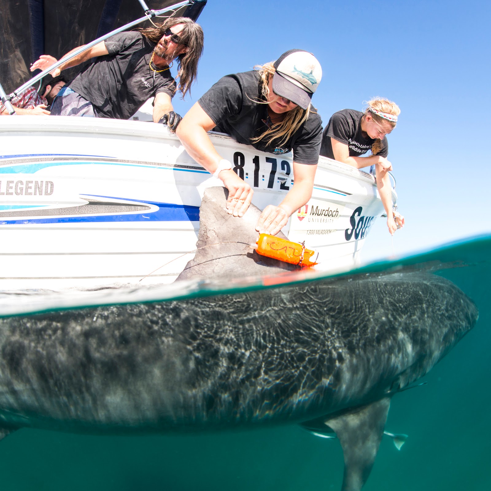 Sharks: Apex Predators Or Decomposers? The Science Revealed!