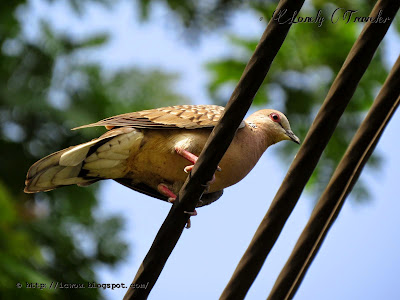 Spotted dove - Spilopelia chinensis