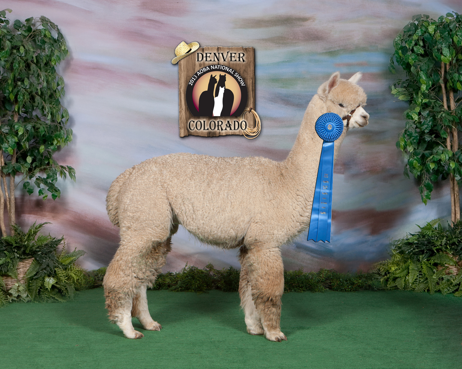 Alpacas at Hum Sweet Hum Blog Alpaca Show Results And the Winner Is.....