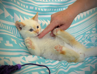 kitten being rubbed on stomach