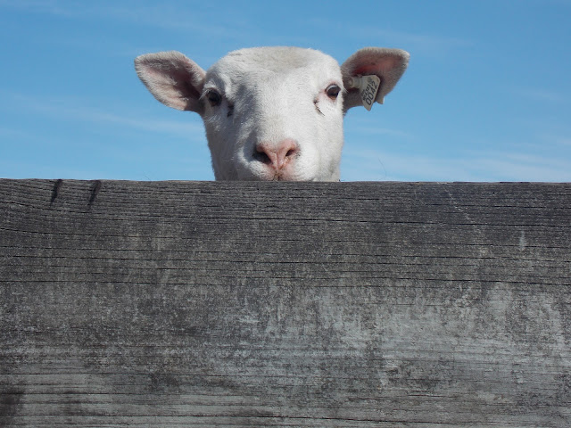 Now offering pastured lamb for the 2013 season!