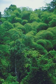 the canopy layer of the rainforest