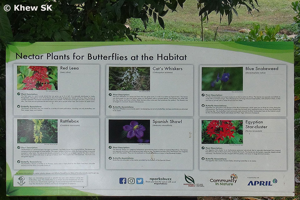 Butterflies of Singapore Butterfly Photography at Our Local Parks