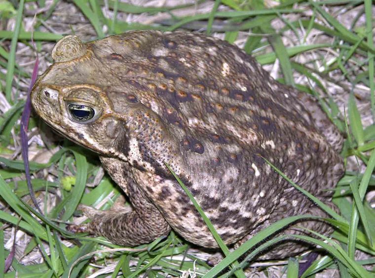 By the waters of babylon image