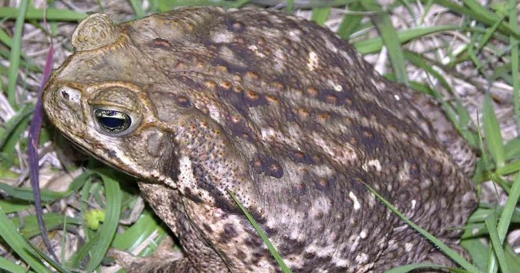 Waters of babylon and coyote kills the giant essay 07 picture