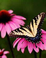 Leptir na cvijetu download besplatne slike pozadine za mobitele
