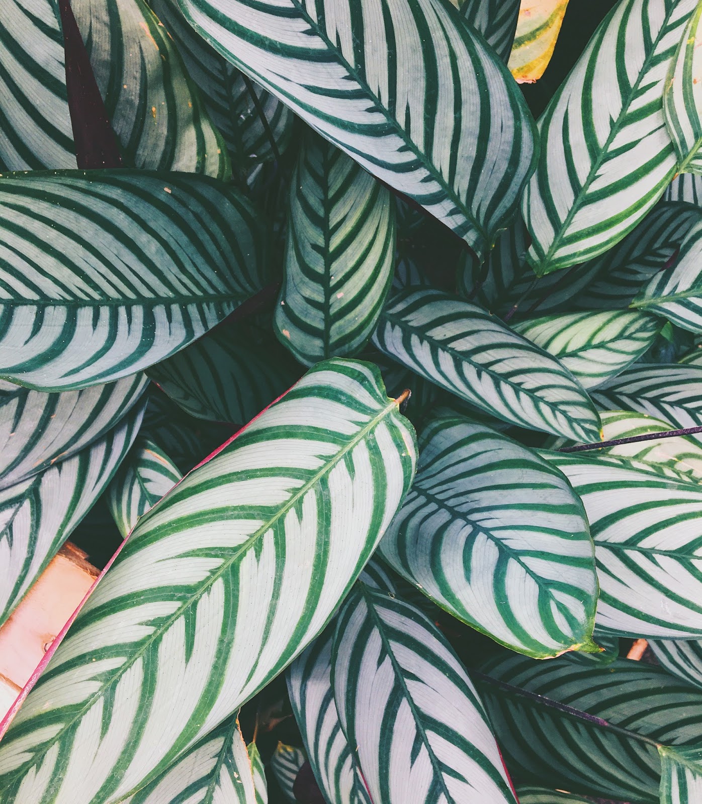 white and green stripy plant