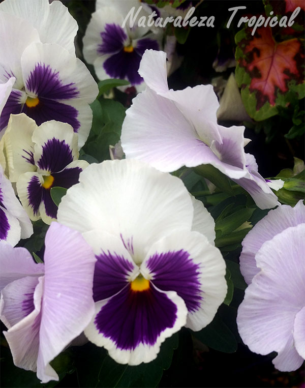 Variedad blanca-púrpura de la flor del Pensamiento, Viola × wittrockiana