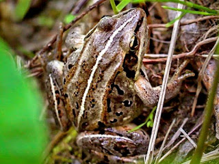 Wood Frog (NPS)