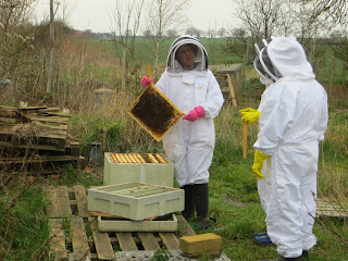 2016 first hive inspection 2016 first hive inspection