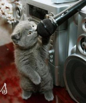 Most Funny Animals In The World Most Funny Animals In The World