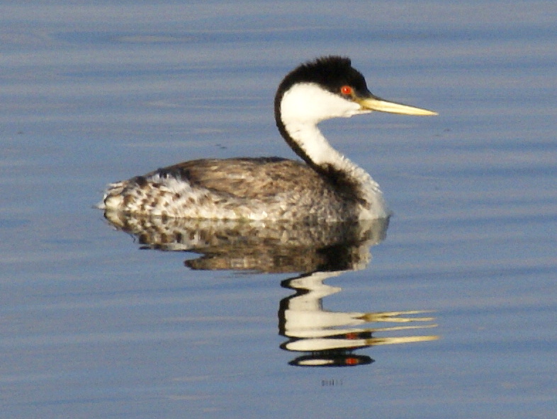 SE Texas Birding & Wildlife Watching Nevada & Utah Trip Las Vegas