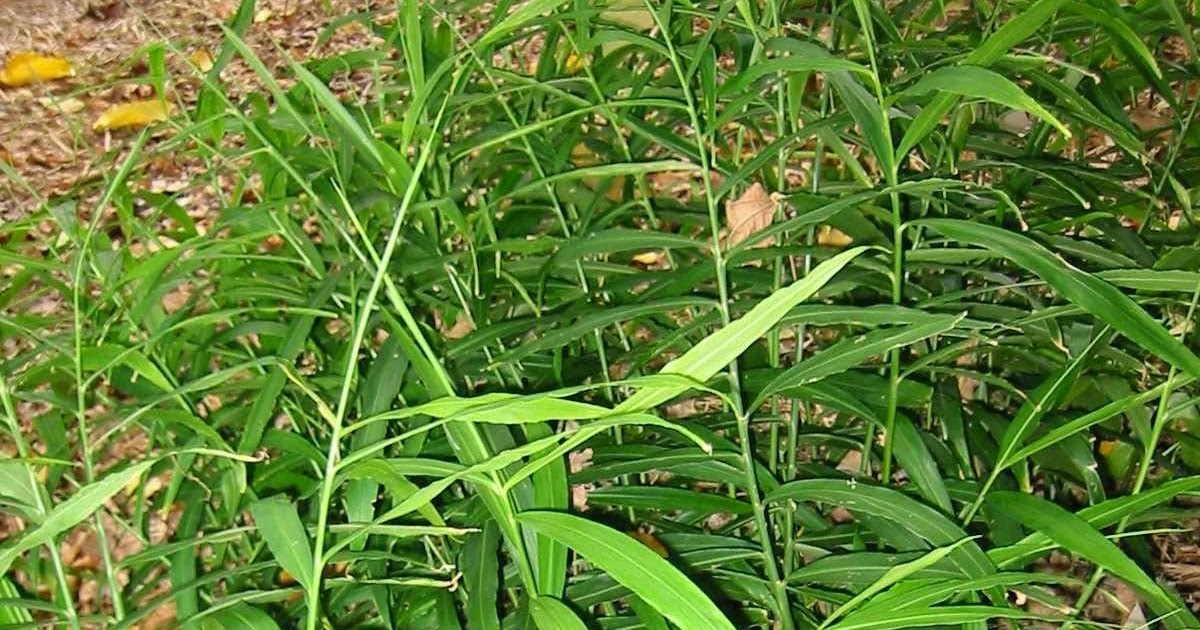 Herbal plants Sri Lanka Inguru/Zingiber officinale