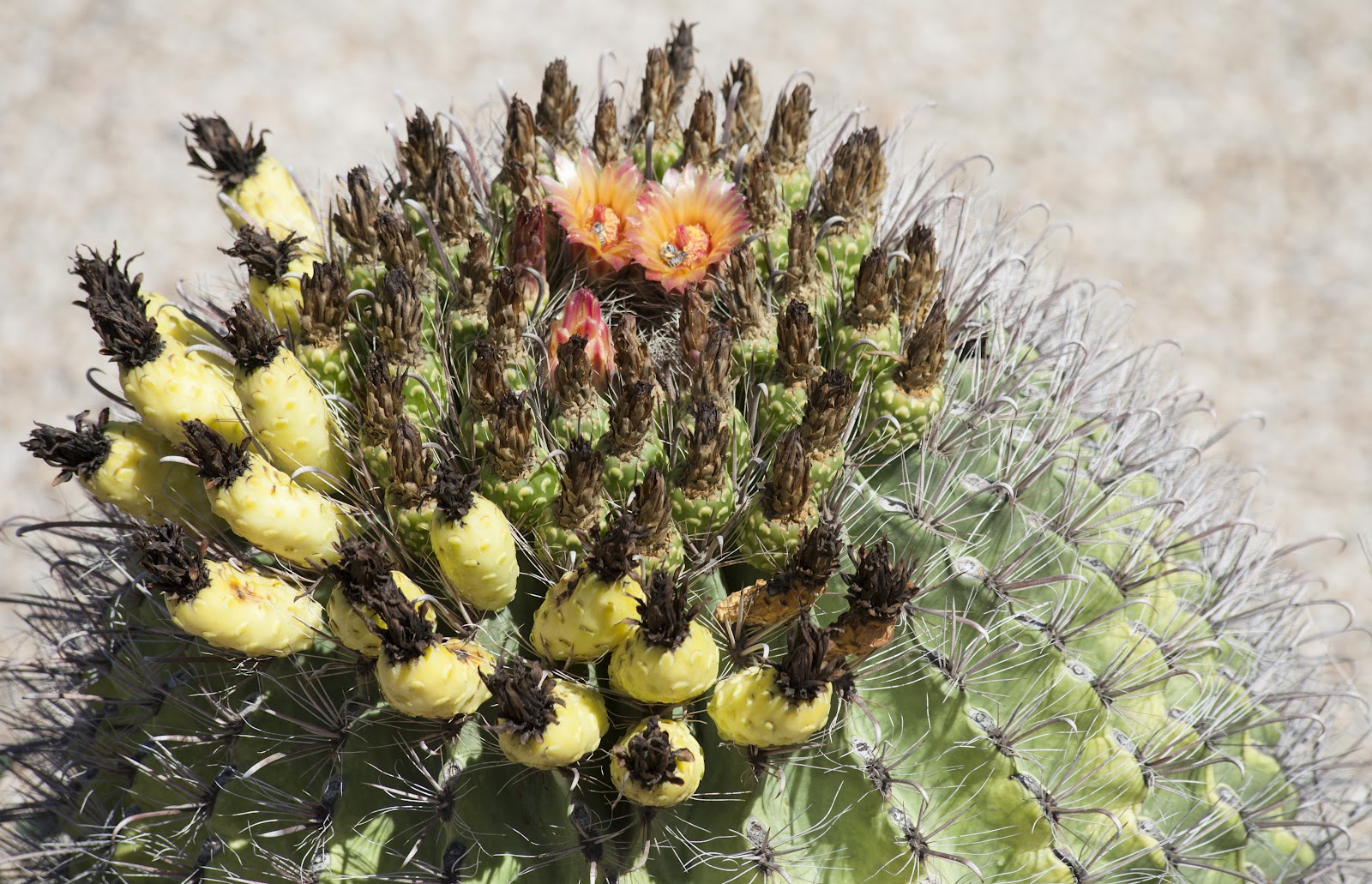 Walking Arizona: Barrel Cactus Flowers and Fruit