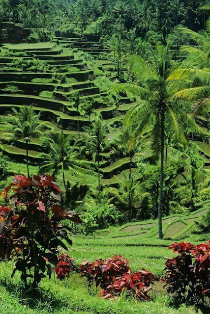 Pemandangan Sawah di Desa Bali Pemandangan Sawah di Desa Bali