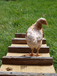 coop chicken square hole ohio yard side around door wood thoughts trimming scratch finished once complete