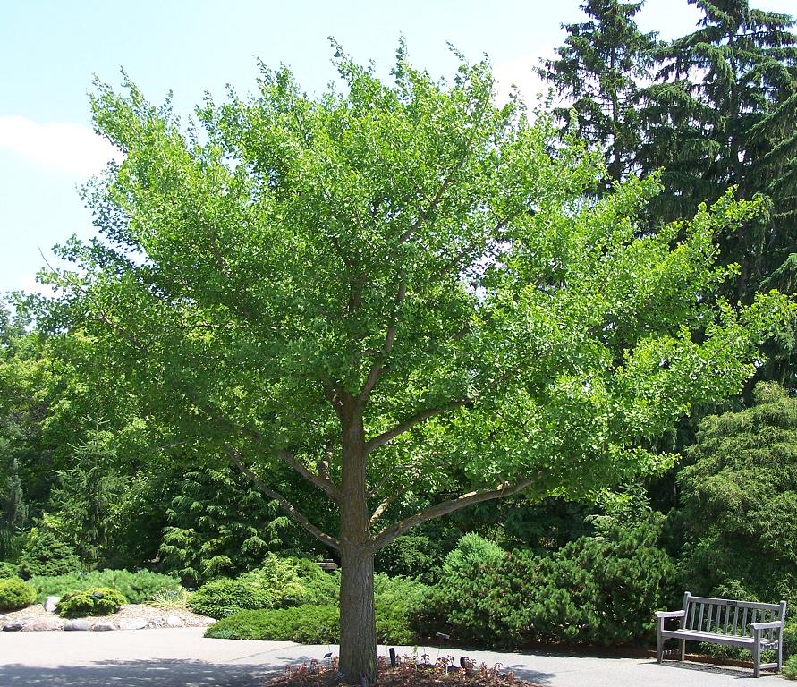 Ginkgo BilobaBenefits and Uses Home Remedies Natural Cure Ayurveda