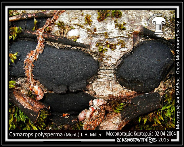 Camarops polysperma (Mont.) J. H. Miller