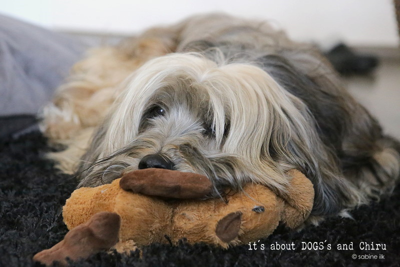 Hilfe Wir Mussen Unseren Hund Abgeben About Dogs And Chiru