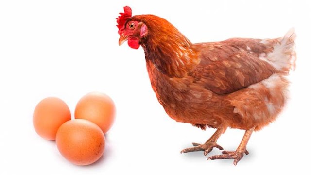 Gasolinazo también afectará al precio del huevo: avicultores