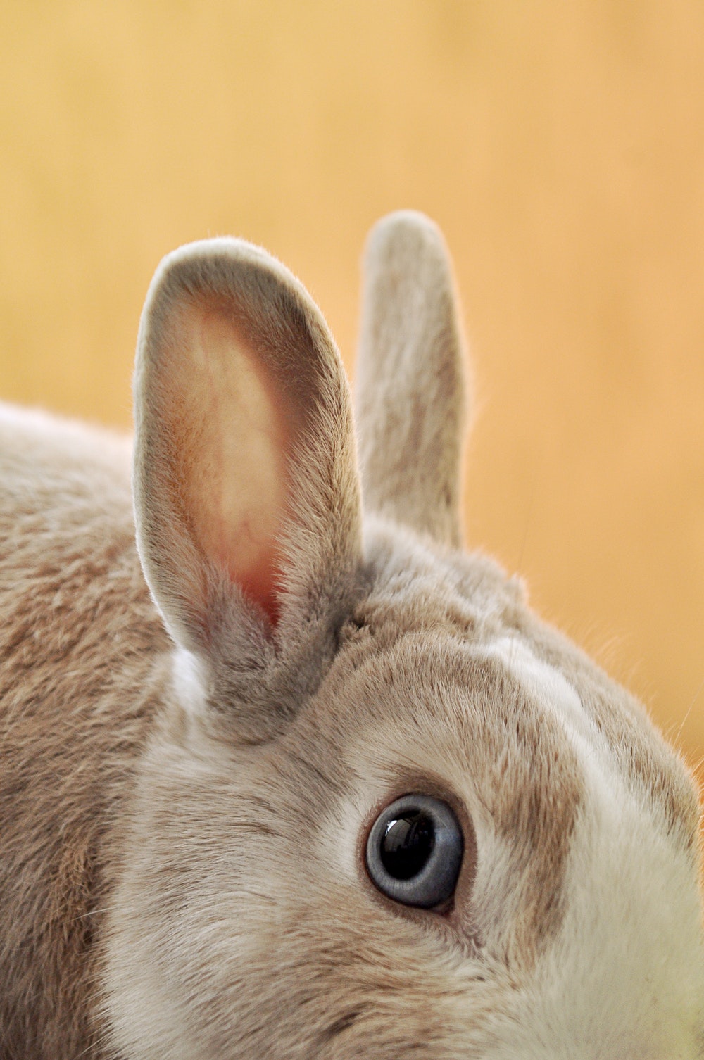 rabbit images