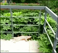 Hilarious Cat GIF • Clumsy cat stretching after a good nap  and falling from terrace!