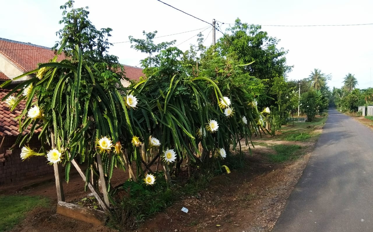 Bunga Harapan Petani Buah Naga