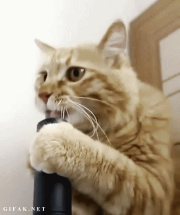 [Image: funny-cat-gifs-057-003.gif]
