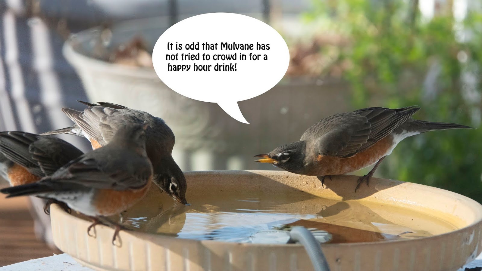 Room Without Walls Have I been watching too much at the Bird Bath...er