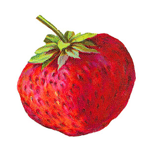 strawberry fruit image berry illustration download