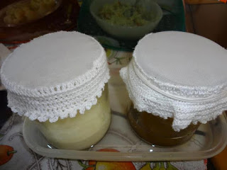Kefir de Leite Kefir Alimento Probiótico