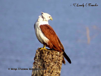 Brahminy Kite - Haliastur indus