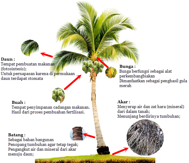 Memetik Hikmah dari Pohon Kelapa: Bahagianya Menjadi Pohon Kelapa