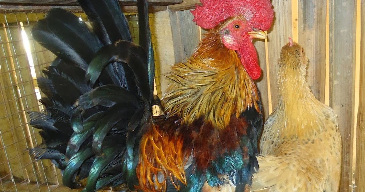 Budidaya Burung CARA MEMELIHARA BETERNAK AYAM KATE AGAR Budidaya Burung CARA MEMELIHARA BETERNAK AYAM KATE AGAR