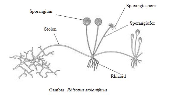 Reproduksi generatif rhizopus bagaimana sp jamur pada Daur Hidup