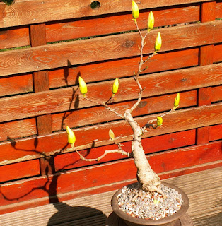 Bonsai magnolia