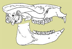 craneo de Notostylops