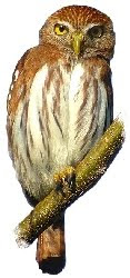 Caburé Caburé