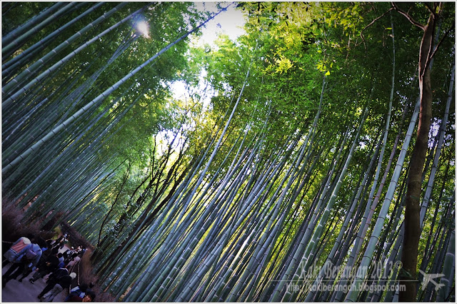 kansai japan 2013 9 bamboo grove arashiyama nishiki market kyoto 2