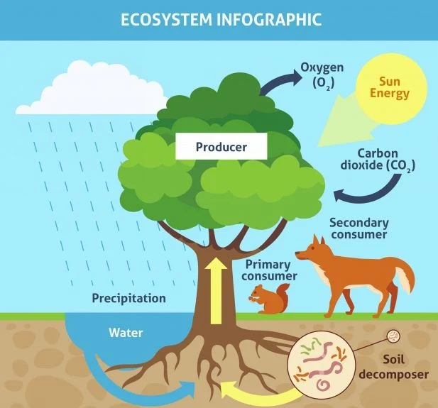Belajar Tentang Ekosistem Darat dan Ekosistem Laut