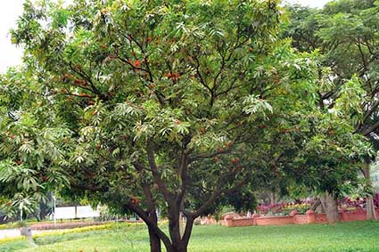 Bunga saraka (Saraca indica) | Tanaman Hias Lanskap