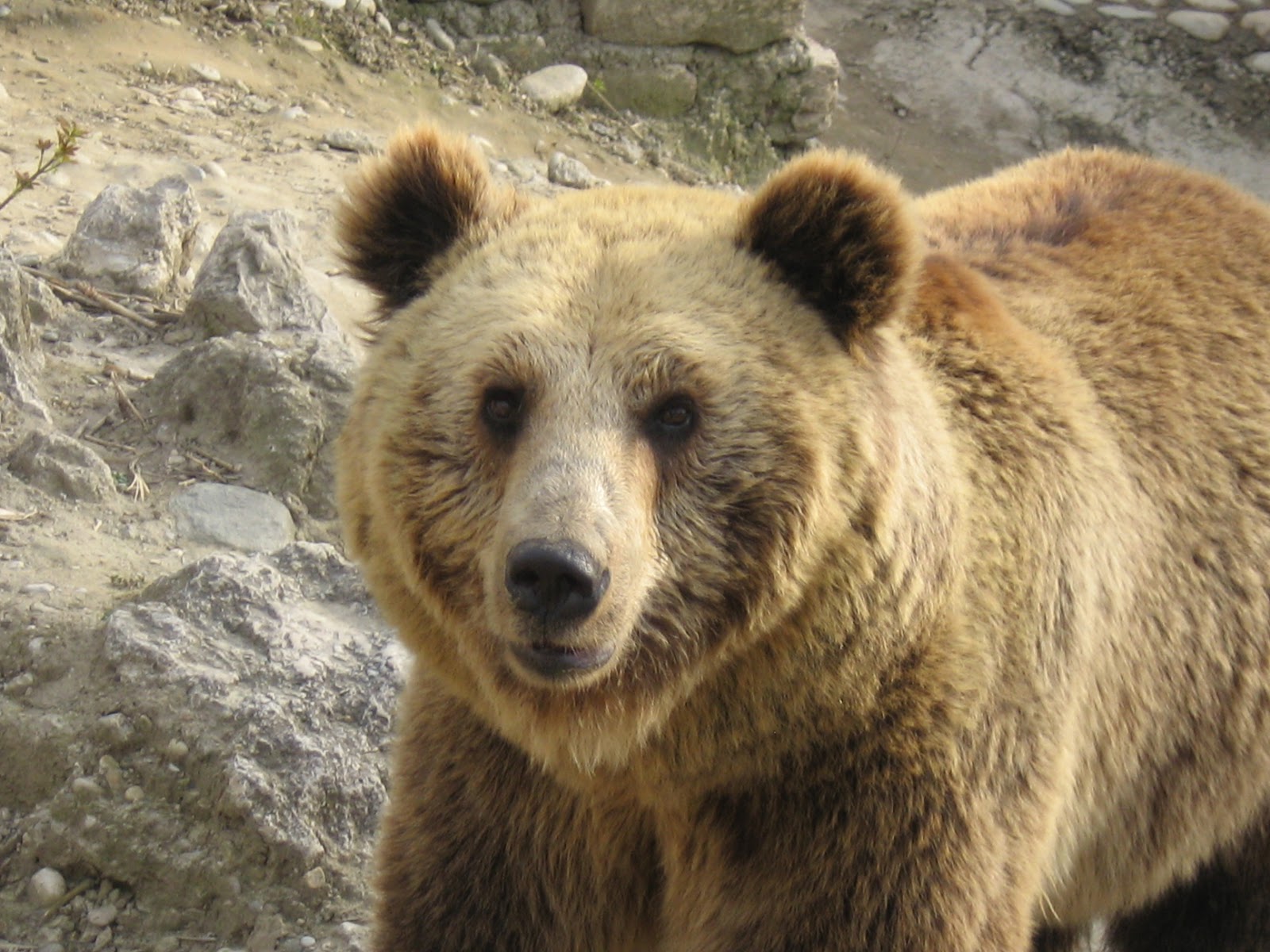 Animals in Skopje ZOO: Cute Big Bears